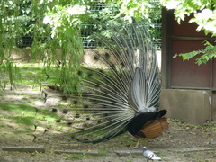 Pavo cristatus