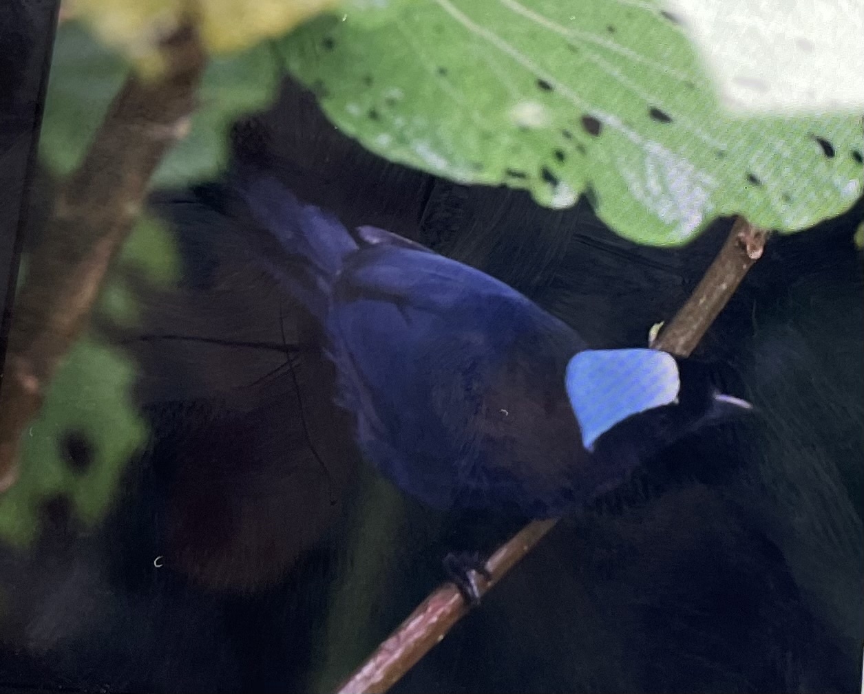 Azure-hooded Jay (Cyanolyca cucullata), photo 9