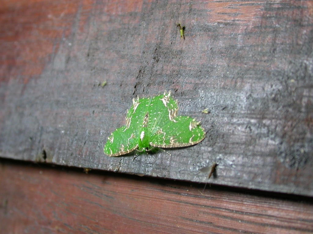 Eucyclodes textiloides