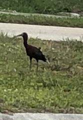 Plegadis falcinellus