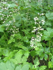 Tiarella trifoliata trifoliata