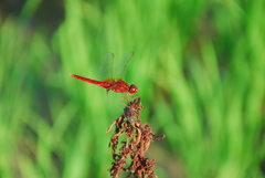 Crocothemis