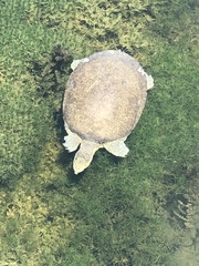 Apalone spinifera guadalupensis