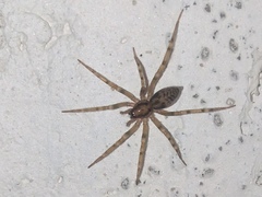 Liocranum rupicola