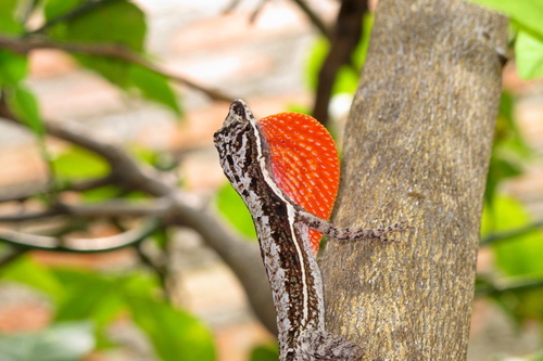 Dunn's Anole