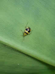 Horciasoides centralis