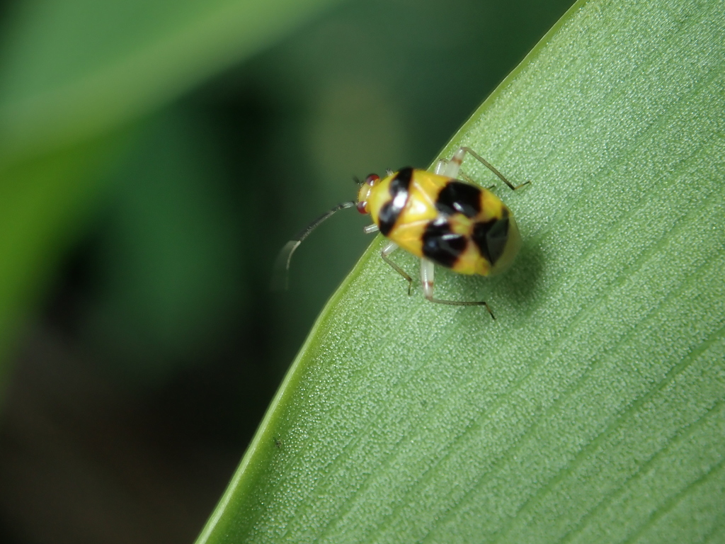 Horciasoides centralis