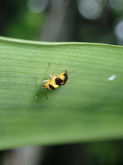 Horciasoides centralis