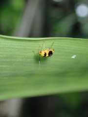 Horciasoides centralis