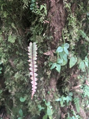 Polypodium rhodopleuron
