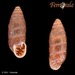 Large Chrysalis-Snail - Photo (c) Femorale, some rights reserved (CC BY-NC)