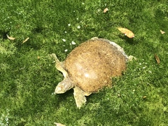 Apalone spinifera guadalupensis