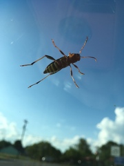 Neoclytus mucronatus