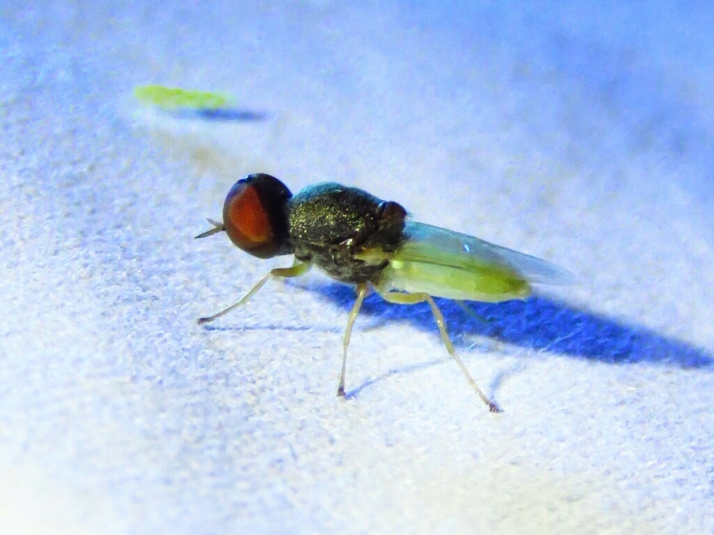 Hedriodiscus leucogaster