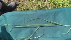 Carex aggregata