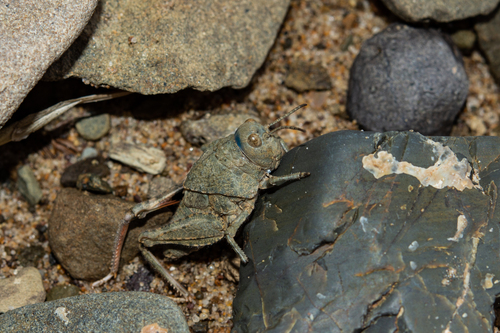 Bryodema luctuosum inda
