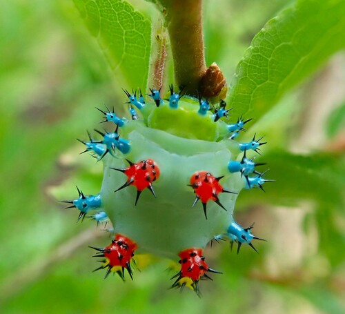 Cecropia moth