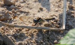 Orthetrum lineostigma