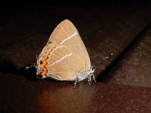 White-letter Hairstreak