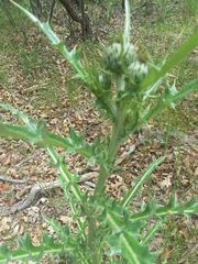 Cirsium tracyi