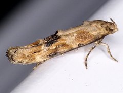 Mompha stellella