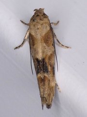 Mompha stellella