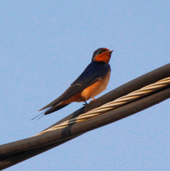 Hirundo rustica