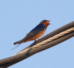 Hirundo rustica