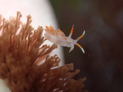 Austraeolis stearnsi