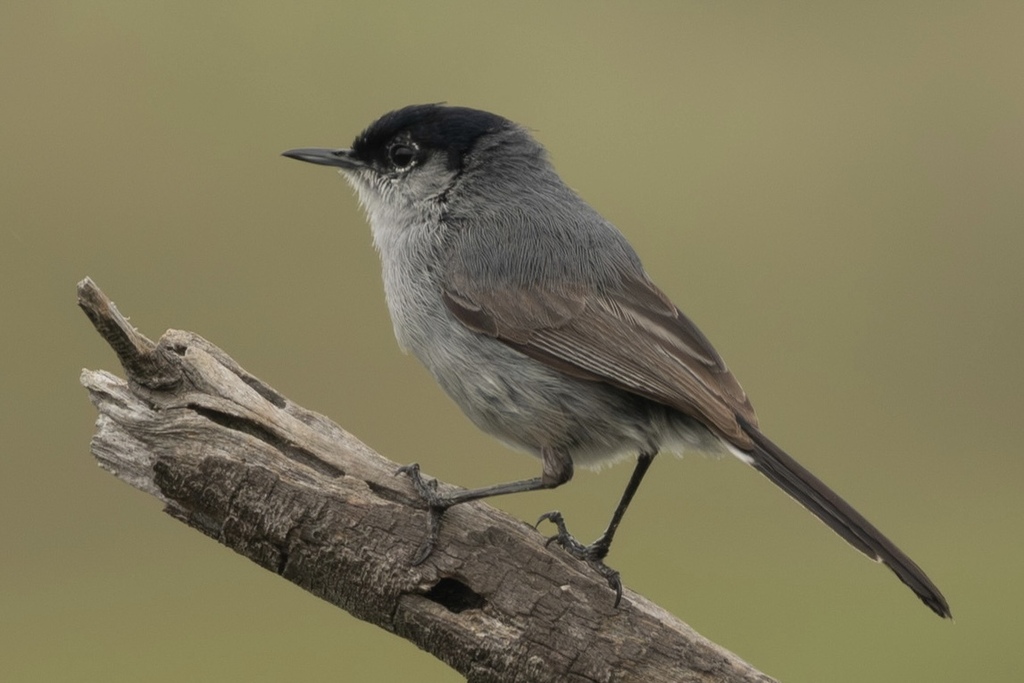 California Gnatcatcher photo