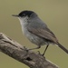 California Gnatcatcher - Photo (c) Travis Cooper, some rights reserved (CC BY-NC-ND), uploaded by Travis Cooper