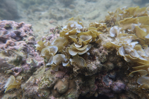 Padina australis observed 2024-07-24