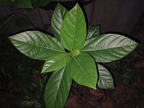 Ficus racemosa