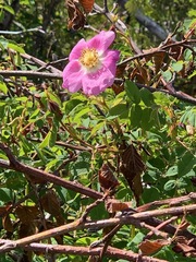 Rosa nutkana hispida