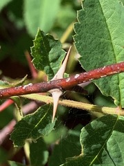 Rosa nutkana hispida