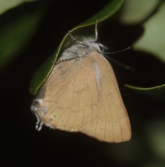 Satyrium auretorum