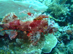 Scorpaenopsis oxycephalus
