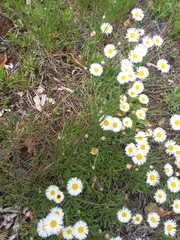 Erigeron flagellaris