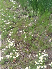 Erigeron flagellaris