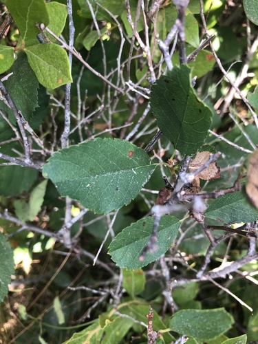 Image of Amelanchier nantucketensis by (c) Lythronax246, some rights reserved (CC BY)