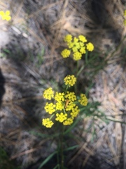 Cymopterus lemmonii