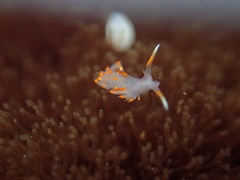 Austraeolis stearnsi