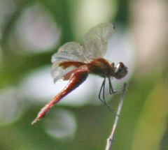 Tramea abdominalis