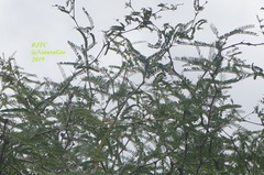 Prosopis laevigata