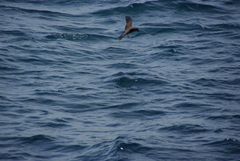Anous stolidus galapagensis