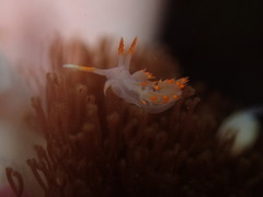 Austraeolis stearnsi