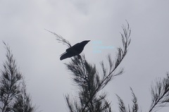 Corvus corax