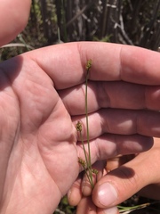 Carex chordorrhiza