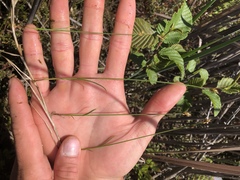 Carex chordorrhiza