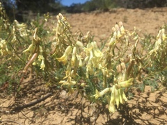 Astragalus praelongus
